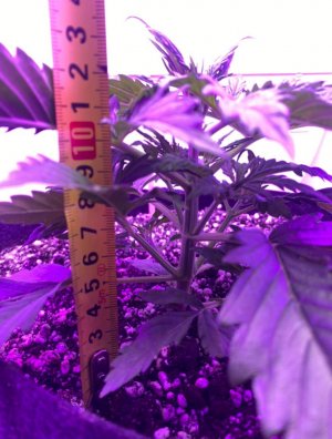 90600903-77D8-4A3A-B5AC-BCAF976FA763.jpeg 90600903-77D8-4A3A-B5AC-BCAF976FA763.jpeg