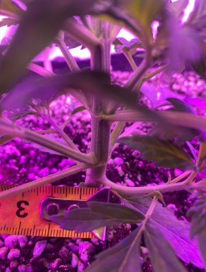 A375926B-6141-47E8-A8BB-776D3E6C0986.jpeg A375926B-6141-47E8-A8BB-776D3E6C0986.jpeg