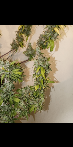 Screenshot_20220911-135106.png Screenshot_20220911-135106.png