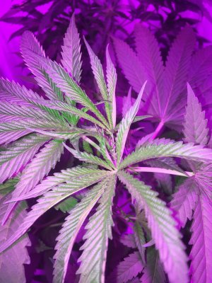 первый куст