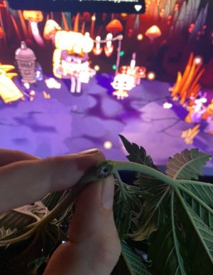 2F27A98B-6B43-4584-A874-B2BB4644A71D.jpeg 2F27A98B-6B43-4584-A874-B2BB4644A71D.jpeg