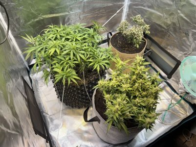 3A428C55-1CBE-4262-9386-5E8EE0CBCE55.jpeg 3A428C55-1CBE-4262-9386-5E8EE0CBCE55.jpeg