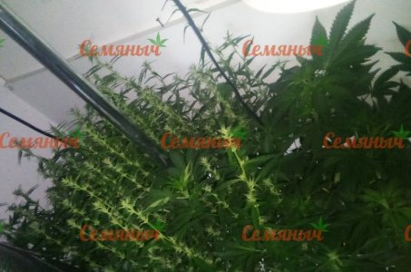 491-wm-161519.5_watermarked.jpg 491-wm-161519.5_watermarked.jpg