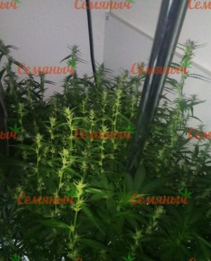 490-wm-163434.89999997616_watermarked.jpg 490-wm-163434.89999997616_watermarked.jpg