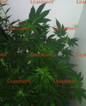 489-wm-164789.5_watermarked.jpg 489-wm-164789.5_watermarked.jpg