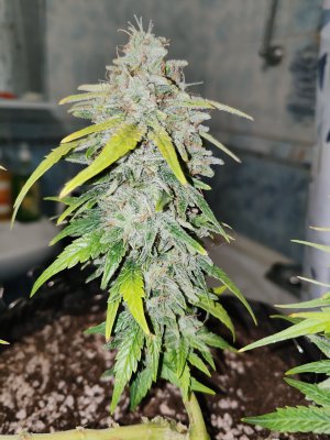 IMG20220912184112.jpg IMG20220912184112.jpg