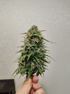 IMG20220914164550.jpg IMG20220914164550.jpg