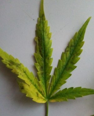 PSX_20220919_195913.jpg PSX_20220919_195913.jpg