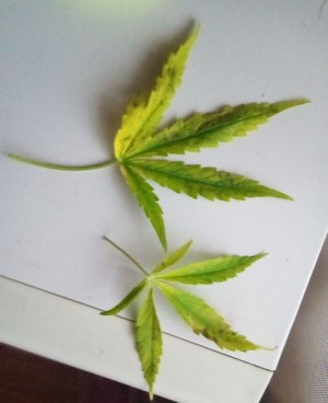 PSX_20220919_195851.jpg PSX_20220919_195851.jpg