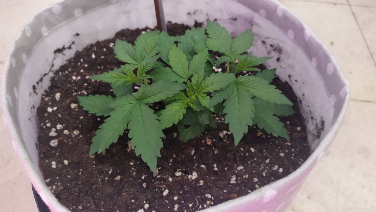 17 день 1.jpg 17 день 1.jpg