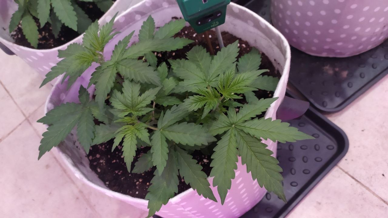 22 день.jpg 22 день.jpg