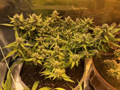 EF4FF708-D4FB-4D5D-ACBD-C6185438B39D.jpeg EF4FF708-D4FB-4D5D-ACBD-C6185438B39D.jpeg