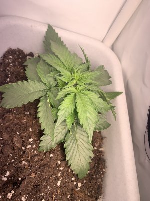 61F1E9B2-EF1A-4D10-A92B-18B39296EAFC.jpeg 61F1E9B2-EF1A-4D10-A92B-18B39296EAFC.jpeg