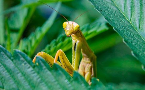 Использование насекомых для природной защиты конопли от вредителей