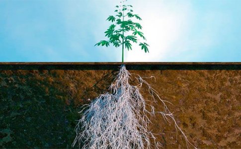 Микориза – симбиоз грибов и корней конопли Микориза – симбиоз грибов и корней конопли