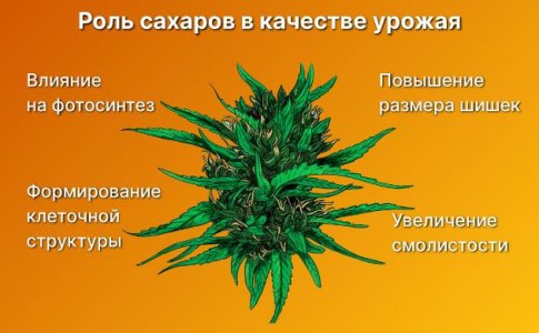 Влияние сахаров на рост и объем соцветий