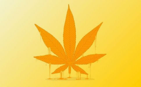 Желтые листья конопли