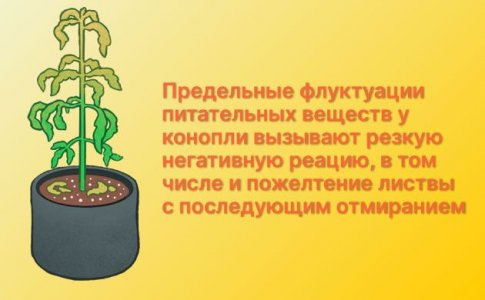 Недостаток или переизбыток питательный веществ у конопли