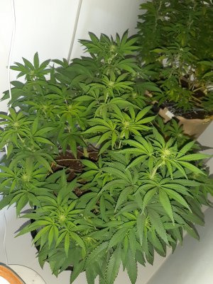 20220927_092253.jpg 20220927_092253.jpg