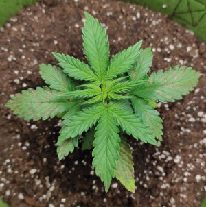 IMG_20220928_100037.jpg IMG_20220928_100037.jpg