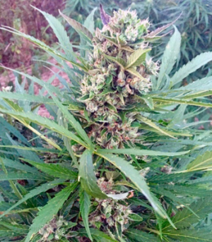 1664396441647.png 1664396441647.png