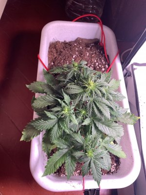 4F50611D-1E25-43C6-8DAF-56380A67C6B2.jpeg 4F50611D-1E25-43C6-8DAF-56380A67C6B2.jpeg