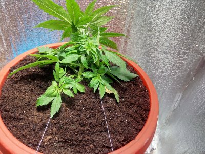 21 день LST1.jpg