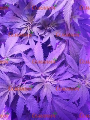 793-wm-24109.900000035763_watermarked.jpg 793-wm-24109.900000035763_watermarked.jpg