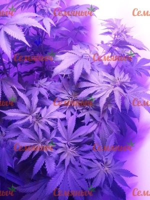 790-wm-25125.80000001192_watermarked.jpg 790-wm-25125.80000001192_watermarked.jpg