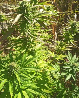 IMG_20221003_133452_6~2.jpg IMG_20221003_133452_6~2.jpg