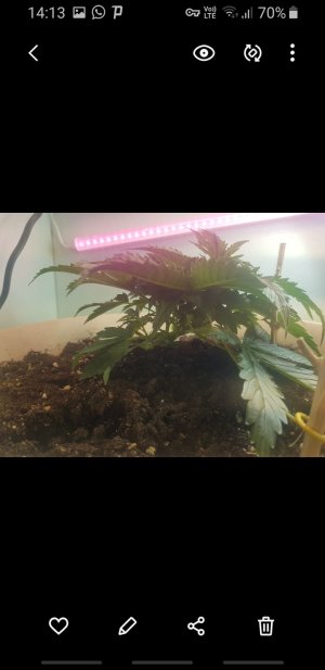 Screenshot_20221010-141319_Gallery.jpg Screenshot_20221010-141319_Gallery.jpg