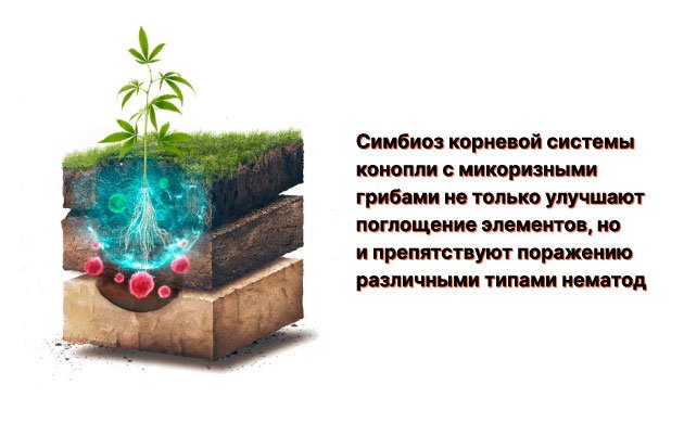 Микориза – лучший друг корней конопли