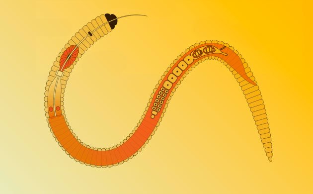 Виды нематод