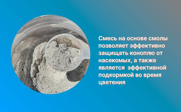 Защита конопли от насекомых-вредителей: смесь на основе золы Защита конопли от насекомых-вредителей: смесь на основе золы