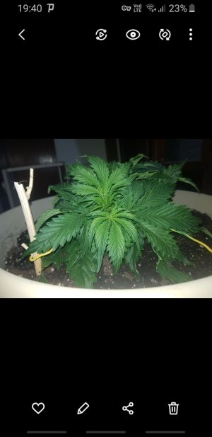 Screenshot_20221010-194015_Gallery.jpg Screenshot_20221010-194015_Gallery.jpg