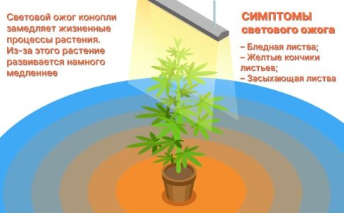 Световой стресс
