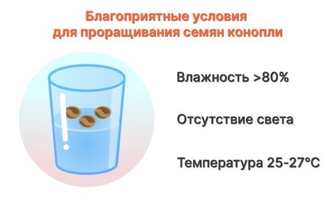 Неправильные условия проращивания семян конопли Неправильные условия проращивания семян конопли