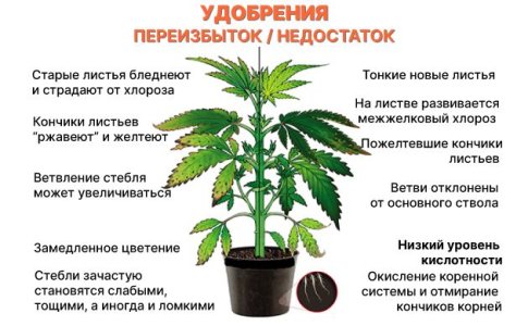 Переизбыток и недостаток удобрений