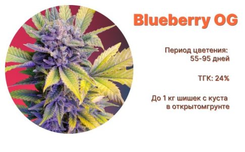 Blueberry OG Blueberry OG
