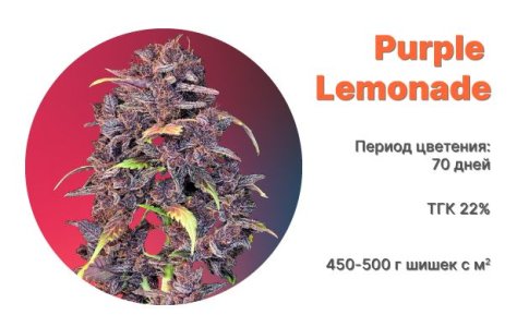 Purple Lemonade Auto Purple Lemonade Auto