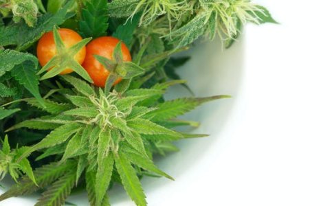 свежая конопля.jpg свежая конопля.jpg