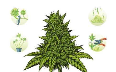 Техники выращивания автоцветов