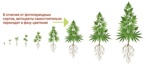 техники выращивания конопли для автоцветов