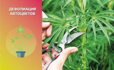 Дефолиация автоцветов