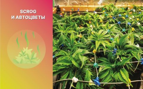 ScrOG автоцветов