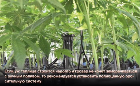 Полив конопли в теплице