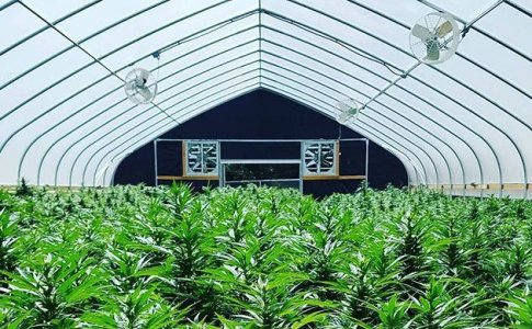 Выращивание конопли в теплице