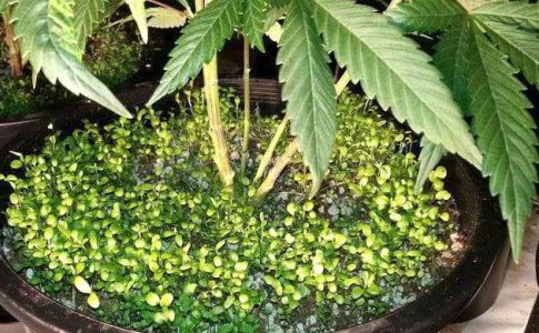 Растения компаньоны конопли Растения компаньоны конопли