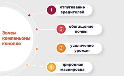 Что дают гроверу компаньоны конопли Что дают гроверу компаньоны конопли