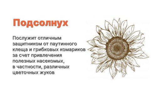 Компаньоны для конопли - подсолнух Компаньоны для конопли - подсолнух